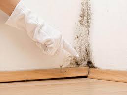 Trusted Indio, CA Mold Prevention & Removal  Experts